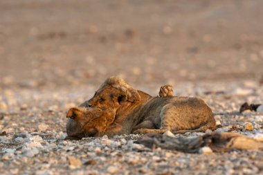 Yerde yatan şirin bir aslanın yakın plan fotoğrafı.