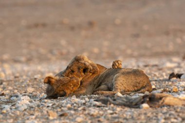 Kuru toprakta yatan bir aslan
