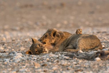 Kumun ortasında ölü bir köpekle oynayan iki kırmızı sırtlan.