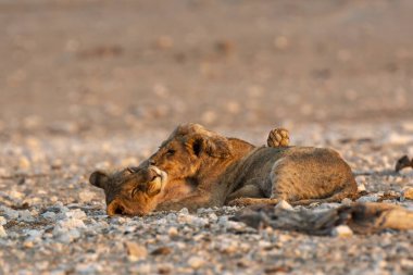 Afrika aslanı Kruger National park, Güney Afrika