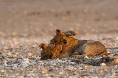 Kırmızı aslan (panthera leo) ve yavrusu