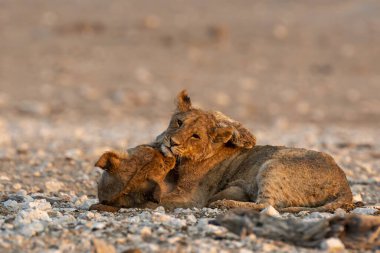 Sevimli aslan yavrusu annesiyle oynuyor.