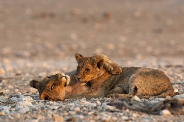 Etoşa 'daki aslan yavrusu.