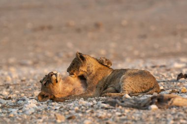 Namibya 'da kırmızı aslan