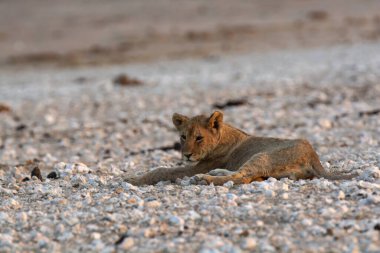 Kırmızı tilki (kanis) yerde, etosha, namibya, Afrika kumlarında