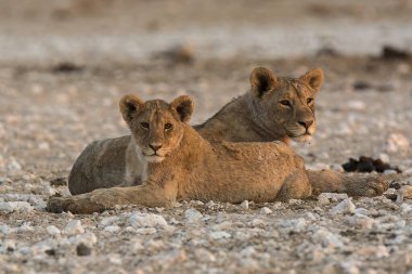 Etoşa Milli Parkı, Namibya 'da aslan ailesi (panthera leo)