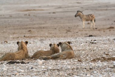Sahilde şirin bir yavru aslanın yakın plan fotoğrafı.