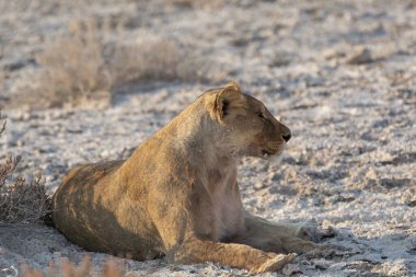 Etoşa Ulusal Parkı, Namibya 'da Afrika aslanı
