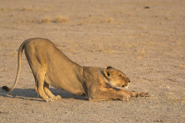 Kuru toprakta yatan bir aslan