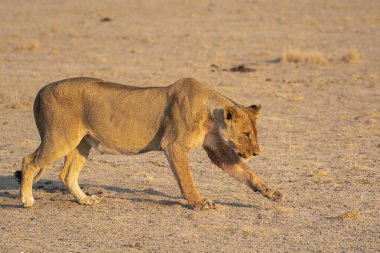 Aslan yerde yürüyor, namibya