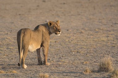 Çöldeki vahşi aslan