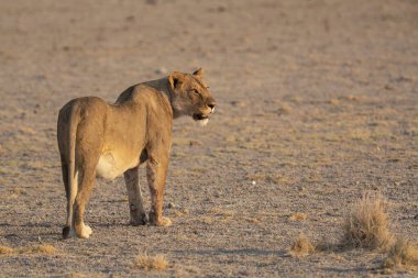 Namibya 'daki Etoşa' da vahşi aslan