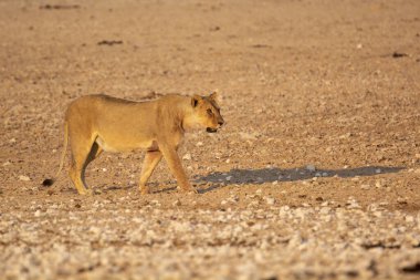 Çöldeki genç aslan.