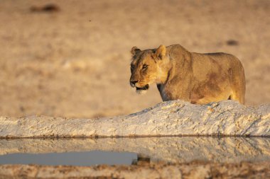 Su birikintisindeki aslan