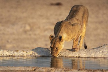 Etoşa Ulusal Parkı, Namibya 'da bir çukurda su içen genç bir kadın. Afrika.
