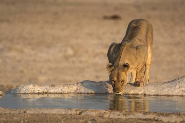 Bir erkek aslan suda su içiyor.