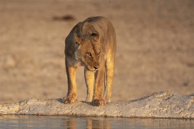 Afrika Aslanı, Panthera Leo, yetişkin erkek, Etoşa Ulusal Parkı, Namibya 'da içme suyu.