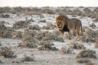 Erkek aslan kuru çimlerin üzerinde duruyor.