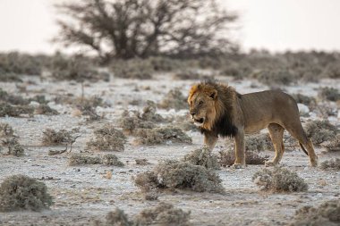 Namibya 'da Etoşa' da aslan erkek.