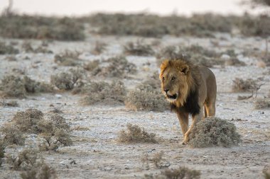 Vahşi Afrika aslanı.