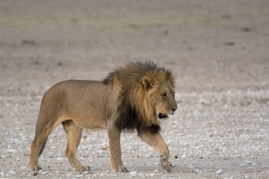 Aslan kuru çimlerde yürüyor.