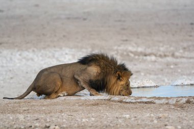 Etoşa Ulusal Parkı 'nda içen bir erkeğin yakın plan fotoğrafı.
