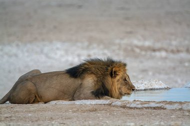 Erkek aslan içme suyu