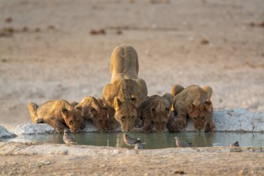 Aslan sudan su içiyor.
