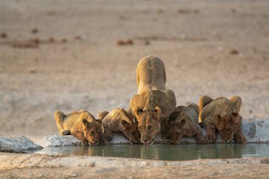 Hayvanat bahçesindeki bir grup vahşi aslan.