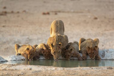 Sudaki bir grup genç vahşi hayvan.