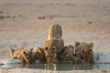 Su birikintisinde su içen küçük şirin bir aslanın yakın plan fotoğrafı.