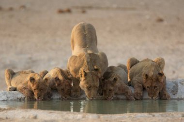 Suda bir aslan sürüsü