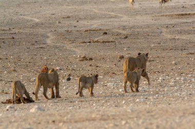 Etoşa Ulusal Parkı 'nda bir grup aslan.