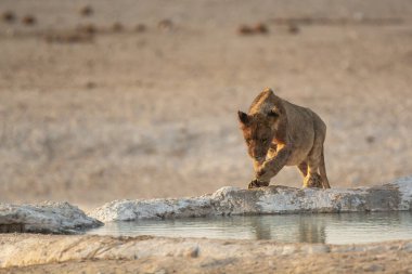 Sudaki genç bir aslanın yakın plan fotoğrafı.