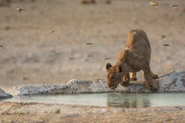 Etoşa Ulusal Parkı, Namibya 'da Afrika aslanı.