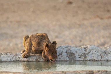 Sudaki genç ve şirin bir aslanın yakın çekimi.