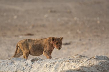 Namibya 'da aslan (panthera leo)