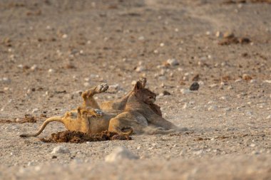 Vahşi hayvan, maymun, vahşi yaşam, hayvan, doğa