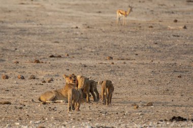 Kırmızı geyikler vahşi doğada