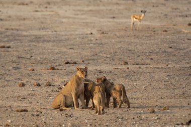 Genç bir aslanın bebeğiyle birlikte savanada yürüdüğü yakın plan bir fotoğraf.