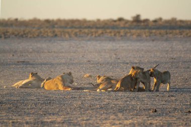 Etoşa Ulusal Parkı 'nda aslan yavrusu
