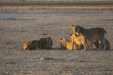 Etoşa Ulusal Parkı, Namibya 'da aslan ailesi.