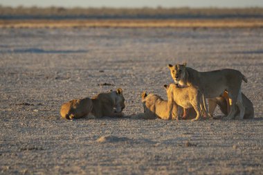 Aslanlar etkin Ulusal Parkı