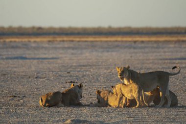 Savanadaki bir grup vahşi aslan.