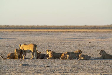 Namibya 'daki Etoşa Ulusal Parkı' nda bir grup Afrika aslanı.