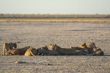 Kuru otların arasında bir grup aslan.