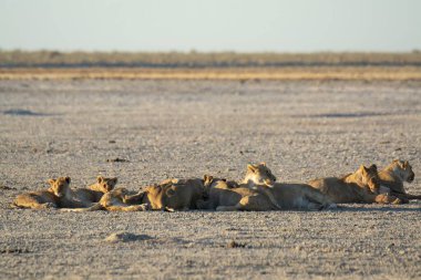 Savanada dinlenen aslanlar