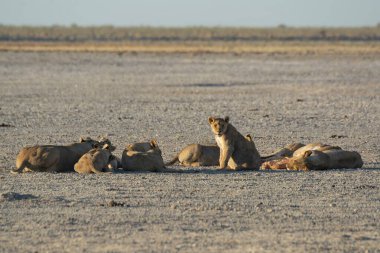 Kenya savanındaki Afrika aslanları