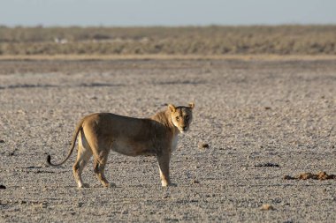 Aslan etkin ulusal park, Namibya