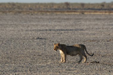 Etoşa Ulusal Parkı 'nın ortasında, Namibya yolunda yürüyen bir erkek aslan.